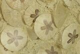 Spectacular Fossil Sand Dollar (Scutella) Cluster #280203-2